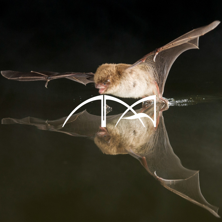 ChiropteRadio