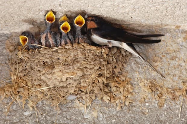 Swallow nestings